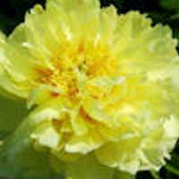 Пион ИТО-гибрид Bartzella, Paeonia Itoh-Hybrids Bartzella, Пион ИТО-гибрид Бартзелла
