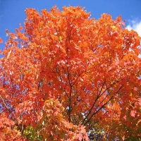 Клен серебристый, Acer saccarinum, Клен серебристый 250/300 MS