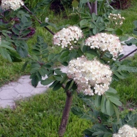 Рябина Титан 5/6 лет, Sorbus Titan, Рябина Титан