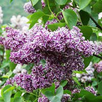 Сирень Sensation, Syringa vulgaris Sensation, Сирень обыкновенная Сенсейшн