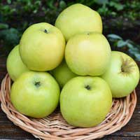 Яблоня Антоновка, Malus, Яблоня Антоновка обыкновенная
