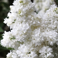 Сирень обыкновенная Souvenir d Alice Harding, Syringa vulgaris Souvenir d Alice Hardin, Сирень обыкновенная Сувенир Элис Хардинг