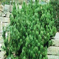 Сосна горная Мughus 60/80, Pinus mugo Мughus, Сосна горная Мугус