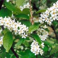 Черемуха Albertii, Prunus padus Albertii, Черемуха обыкновенная Альберти