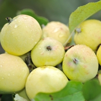 Яблоня Китайка золотая ранняя с7.5, Яблоня Китайка золотая ранняя, Malus Domestica Keitalka Zoloyaia Ranniaia