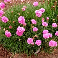 Армерия с5, Armeria, Армерия