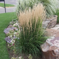 Вейник Avalanche, Calamagrostis аcutiflora, Вейник Аваланш