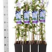 Клематис Blue Angel, Clematis Blue Angel, Клематис Голубой ангел