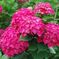 Гортензия сорта, Hydrangea