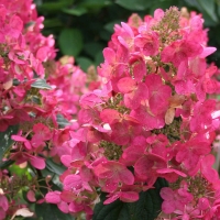 Гортензия Magical Fire, Hydrangea paniculata Magical Fire, Гортензия метельчатая Мэджикал Файр