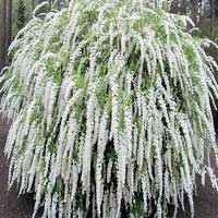 Спирея серая Grefsheim, Spiraea cinerea Grefsheim, Спирея серая Грефшейм