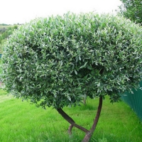 Ива пурпурная Nana, Salix purpurea Nana, Ива пурпурная Нана