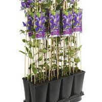 Клематис Daniel Deronda, Clematis Daniel Deronda, Клематис Daniel Deronda