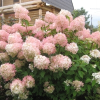 Гортензия Phantom, Hydrangea Phantom, Гортензия Фантом