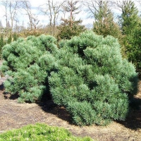 Сосна обыкновенная Watererii, Pinus sylvestris Watereri, Сосна обыкновенная Ватерери