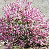 Миндаль трехлопастной, Prunus triloba