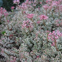 Очиток ложный Tricolor, Очиток ложный Триколор, Sedum spurium Tricolor