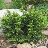 Ель сербская Karel, Picea omorica Karel, Ель сербская Карел