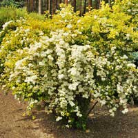 Спирея Вангутта Gold Fountain, Spiraea Vanhouttei Gold Fountain, Спирея Вангутта Голд Фонтейн