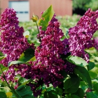 Сирень обыкновенная Ludwig Spath, Syringa vulgaris Andenken an Ludwig Spath, Сирень обыкновенная Людвиг Шпет