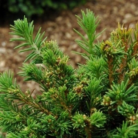 Ель обыкновенная Pygmaea 150/175, Ель обыкновенная Pygmaea, Ель Pygmaea, Ель обыкновенная Пигмея, Picea abies Pygmaea, купить ель Пигмея