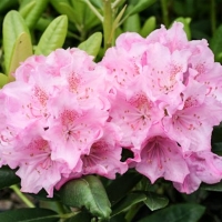 Рододендрон Helsinki University, Rhododendron Helsinki University, Рододендрон вечнозеленый гибридный Хельсинский университет