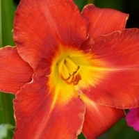 Лилейник Amadeus, Hemerocallis Amadeus, Лилейник Амадеус