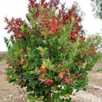Бересклет европейский, Euonymus europaeus