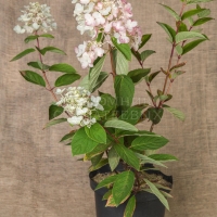 Гортензия Пинк Даймонд C5 40-60, Hydrangea Pink Diamond, Гортензия Пинк Даймонд,  Пинк Даймонд