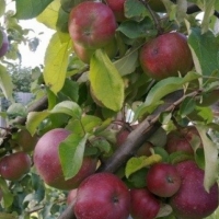 Яблоня Орлик п5, Malus domestica, Яблоня Орлик
