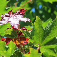 Клен остролистный Fairview, Acer platanoides Fairview, Клён остролистный Фаервью
