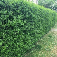 Бирючина обыкновенная Atrovirens, Ligustrum vulgare Atrovirens, Бирючина обыкновенная Атровиренс