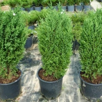 Можжевельник Stricta, Juniperus chinensis Stricta, Можжевельник Стрикта