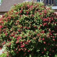 Вейгела Eva Rathke, Weigela Eva Rathke, Вейгела гибридная Ева Ратке