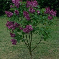 Сирень Mrs Edward Harding, Syringa vulgaris Mrs Edward Harding, Сирень Миссис Эдвард Хардинг