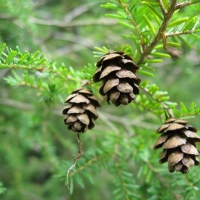 Тсуга канадская, Tsuga canadensis