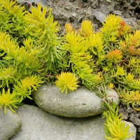 Очиток скальный Angelina, Sedum rupestre Angelina, Очиток скальный Ангелина