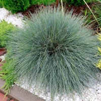 Овсяница сизая Festuca glauca, Festuca glauca, Овсяница сизая Фистука Глаука