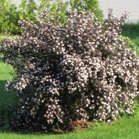 Пузыреплодник калинолистный Diabolo, Physocarpus opulifolius Diabolo, Пузыреплодник калинолистный Диаболо