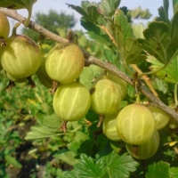 Крыжовник Уральский бесшипный с5, Ribes uva-crispa, Крыжовник Уральский бесшипный