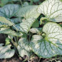 Бруннера крупнолистная Jack Frost, Brunnera macrophylla Jack Frost, Бруннера крупнолистная Джек Фрост
