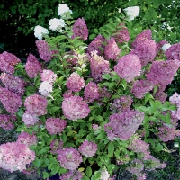 Гортензия Sundae Fraise, Hydrangea paniculata Sundae Fraise, Гортензия метельчатая Сандей Фрайз