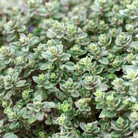 Тимьян лимоннопахнущий Silver Queen, Thymus citriodorus Silver Queen, Тимьян лимоннопахнущий Сильвер Квин