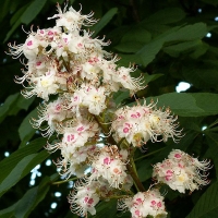 Каштан конский Baumannii, Aesculus hippocastanum Baumanii, Каштан конский Баумани