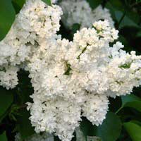 Сирень Mme Casimir Perier, Syringa vulgaris Mme Casimir Perier, Сирень обыкновенная Мадам Казимир Перье