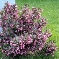 Вейгела Roseа, Weigela florida Rosea, Вейгела цветущая Розеа