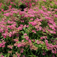 Спирея японская Froebelii, Spiraea japonica Froebelii, Спирея японская Фробелли