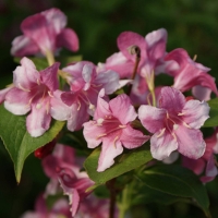 Вейгела Roseа, Weigela florida Rosea, Вейгела цветущая Розеа