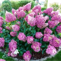 Гортензия Sundae Fraise, Hydrangea paniculata Sundae Fraise, Гортензия метельчатая Сандей Фрайз