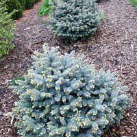 Ель Barry, Picea abies Barry, Ель обыкновенная Барри